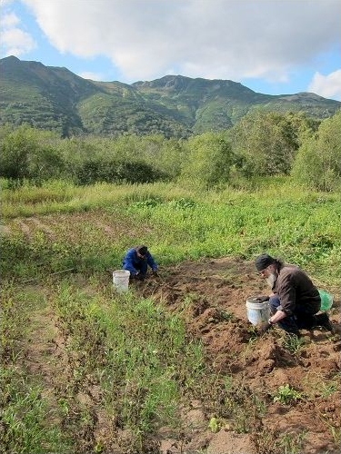 Полевые работы
