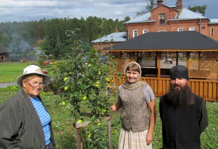 Сорт яблони 