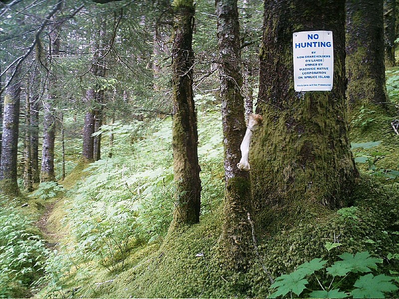 2384636_original.jpg