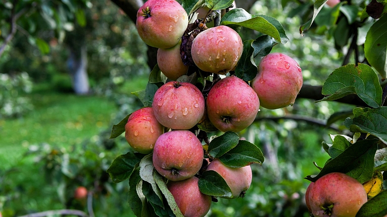 Арбузы на камнях Валаама