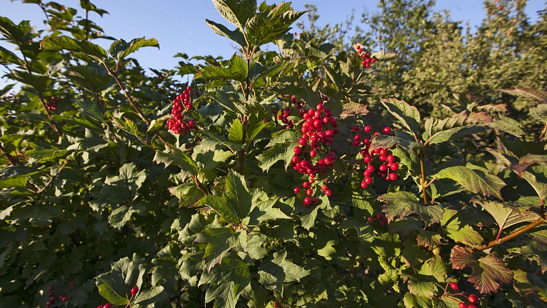 Трудами братии: "Быть садам на Валааме"