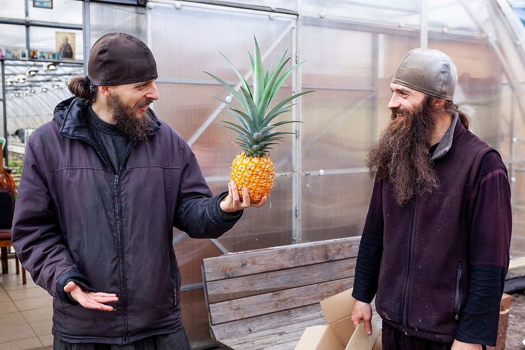 Монахи Валаамского монастыря, вырастив четыре ананаса, в шутку решили, что трех праздников «Спаса» мало и нужен еще один – «Ананасовый Спас».