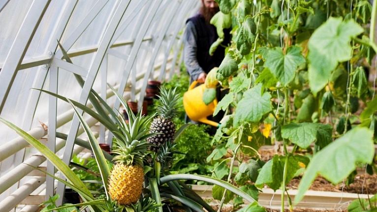 Трудами братии Валаамского монастыря: "Колумбийские ананасы из Карелии"