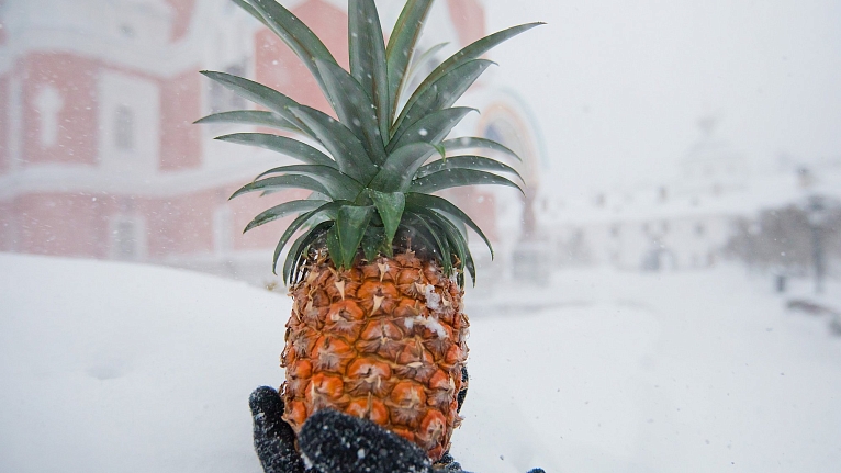 Зимний ананас