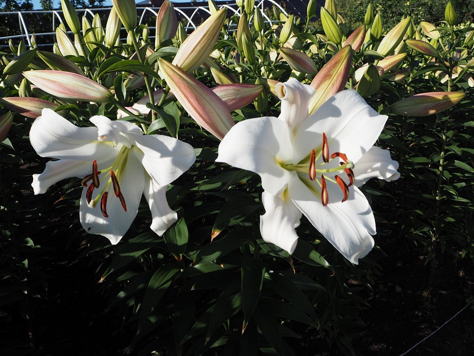 Монахи обустроили цветочную теплицу для украшения храмов обители