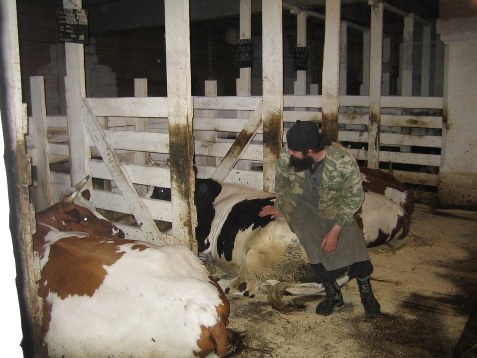 Валаамская ферма. Коровник.