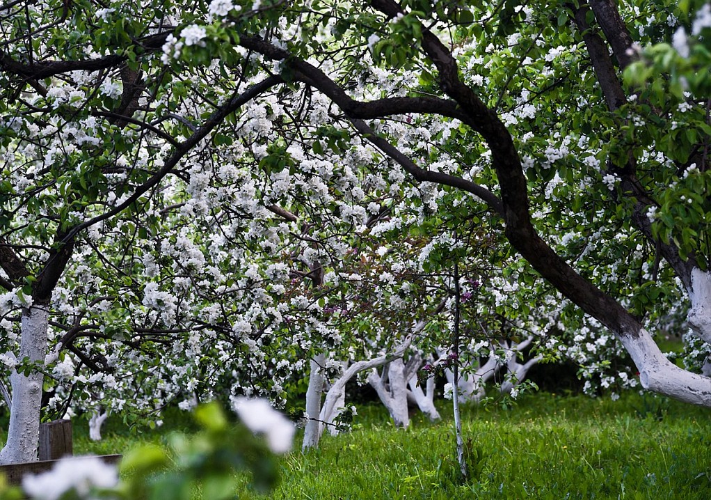 Средний сад на Валааме